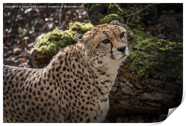 Cheetah has spotted something Print by Kevin White