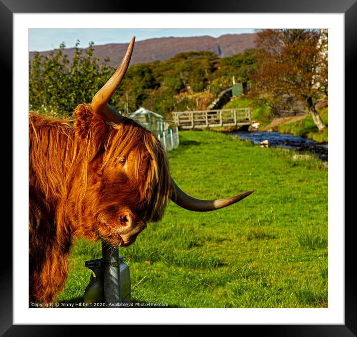 Highland cow enjoying a scratch on sign post Framed Mounted Print by Jenny Hibbert