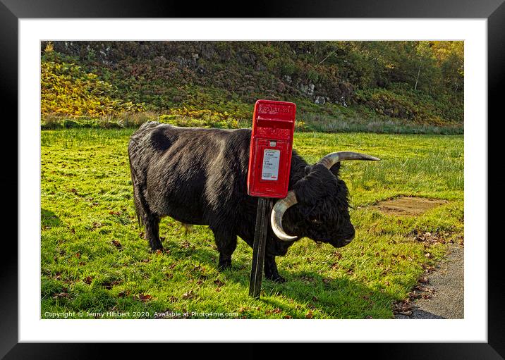 Highland cow enjoying a scratch against a post box Framed Mounted Print by Jenny Hibbert