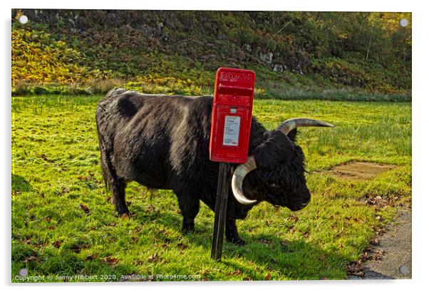 Highland cow enjoying a scratch against a post box Acrylic by Jenny Hibbert