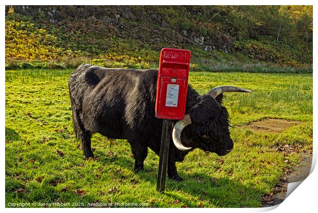 Highland cow enjoying a scratch against a post box Print by Jenny Hibbert
