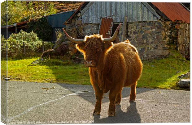Highland Cow in crofting hamlet of Duirinish Canvas Print by Jenny Hibbert