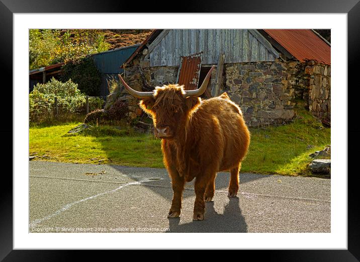 Highland Cow in crofting hamlet of Duirinish Framed Mounted Print by Jenny Hibbert
