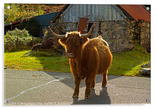 Highland Cow in crofting hamlet of Duirinish Acrylic by Jenny Hibbert