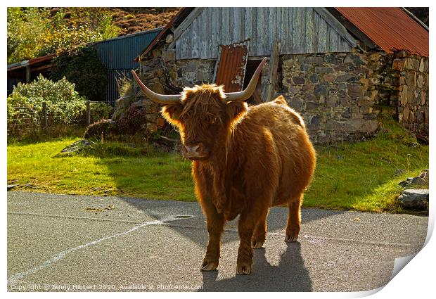 Highland Cow in crofting hamlet of Duirinish Print by Jenny Hibbert