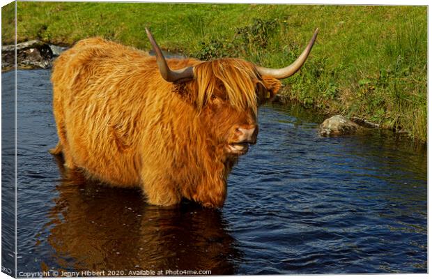 Highland cow cooling off in the stream Canvas Print by Jenny Hibbert
