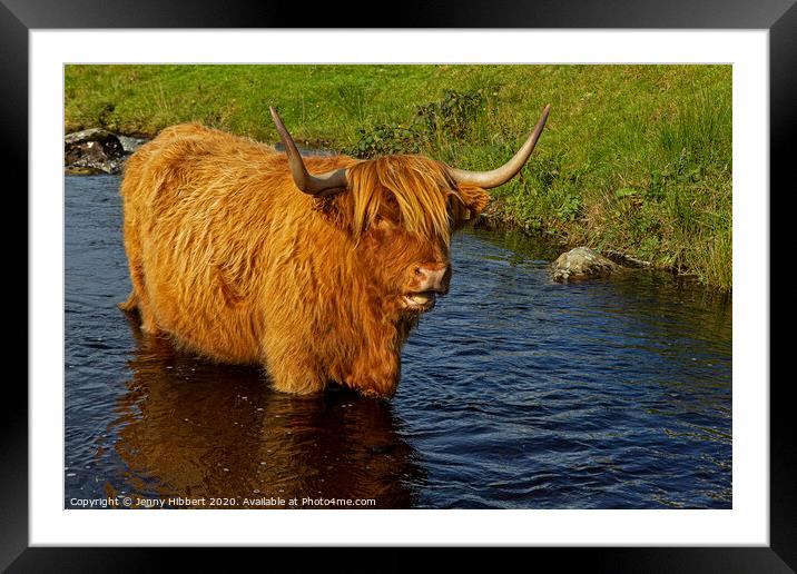 Highland cow cooling off in the stream Framed Mounted Print by Jenny Hibbert