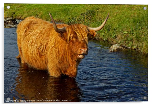 Highland cow cooling off in the stream Acrylic by Jenny Hibbert
