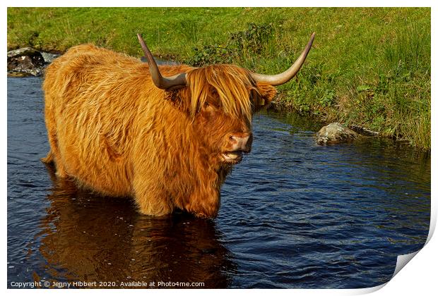 Highland cow cooling off in the stream Print by Jenny Hibbert