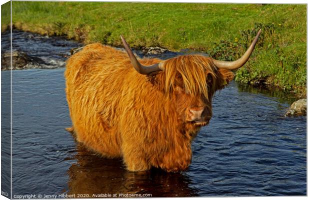 Highland cow standing in a stream in Duirinish Canvas Print by Jenny Hibbert