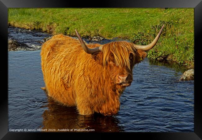 Highland cow standing in a stream in Duirinish Framed Print by Jenny Hibbert