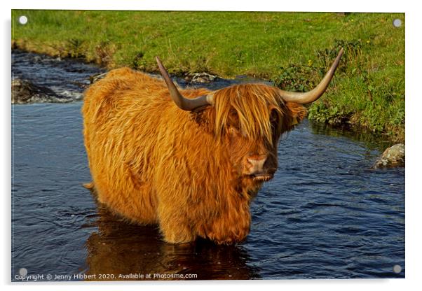 Highland cow standing in a stream in Duirinish Acrylic by Jenny Hibbert