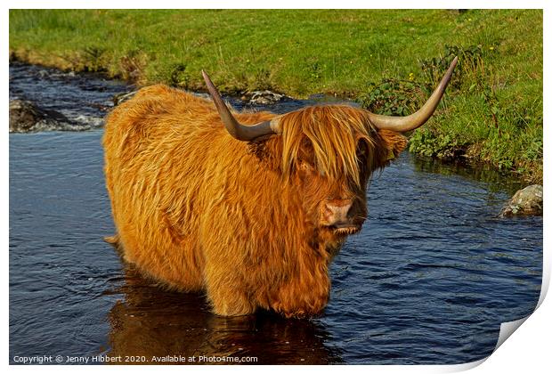 Highland cow standing in a stream in Duirinish Print by Jenny Hibbert