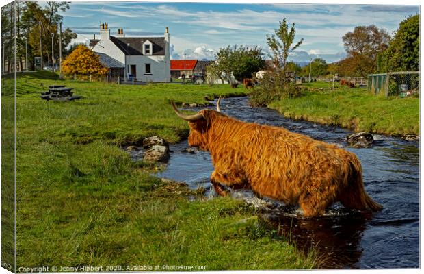 Highland cow leaving the stream in Duirinish Canvas Print by Jenny Hibbert