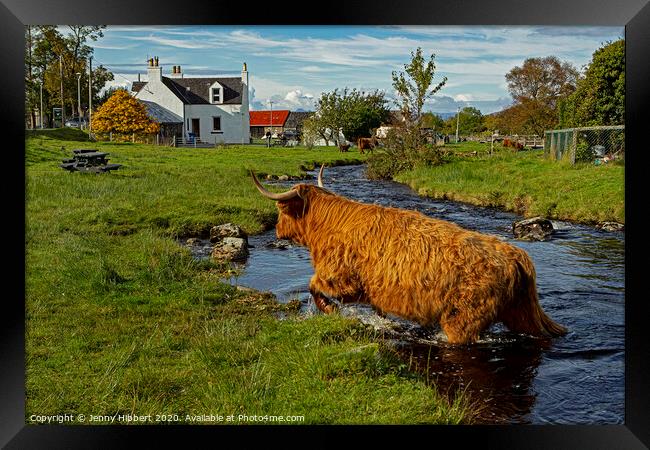 Highland cow leaving the stream in Duirinish Framed Print by Jenny Hibbert