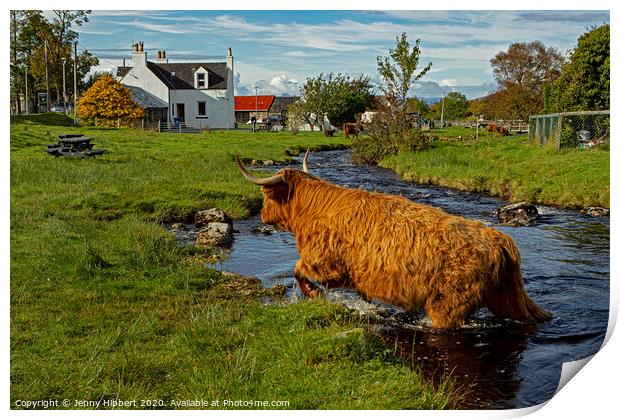 Highland cow leaving the stream in Duirinish Print by Jenny Hibbert
