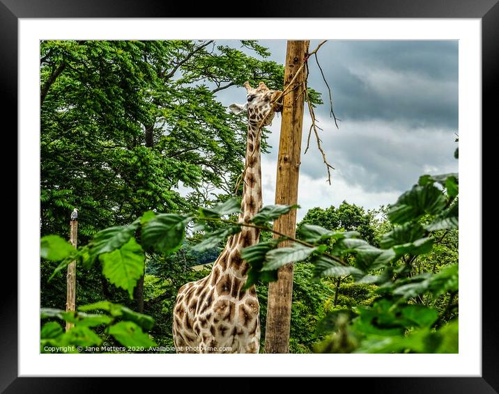 Giraffe  Framed Mounted Print by Jane Metters