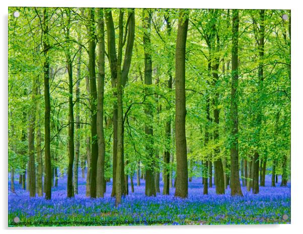 Tall leafy beech trees in a bluebell carpet Acrylic by Elizabeth Debenham