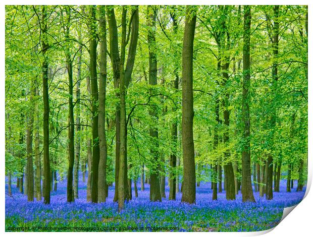 Tall leafy beech trees in a bluebell carpet Print by Elizabeth Debenham