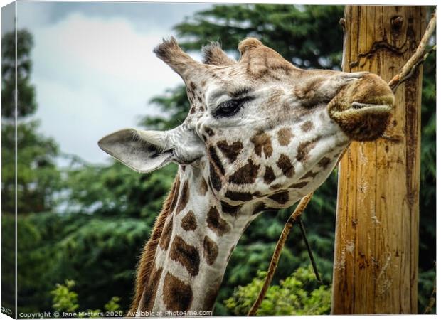 A Giraffe Close-Up Canvas Print by Jane Metters