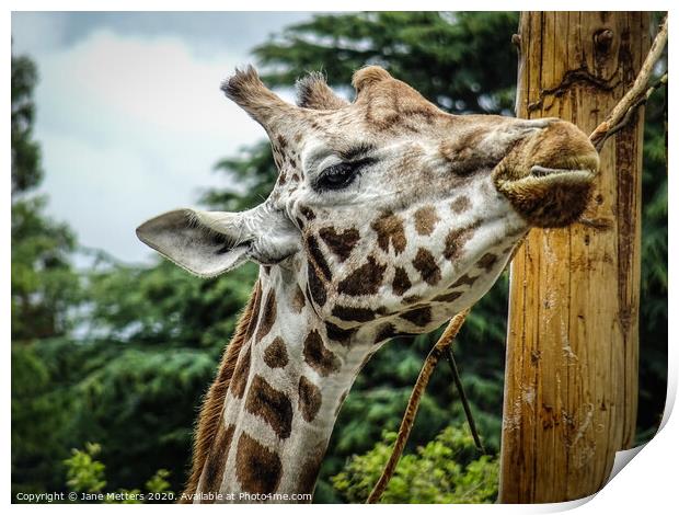 A Giraffe Close-Up Print by Jane Metters
