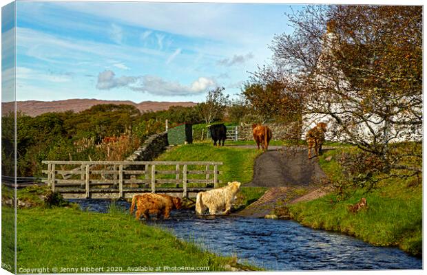 Highland cattle walking through stream to get to their field Canvas Print by Jenny Hibbert