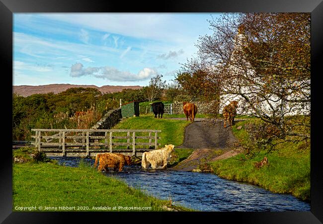 Highland cattle walking through stream to get to their field Framed Print by Jenny Hibbert