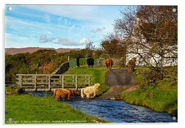 Highland cattle walking through stream to get to their field Acrylic by Jenny Hibbert