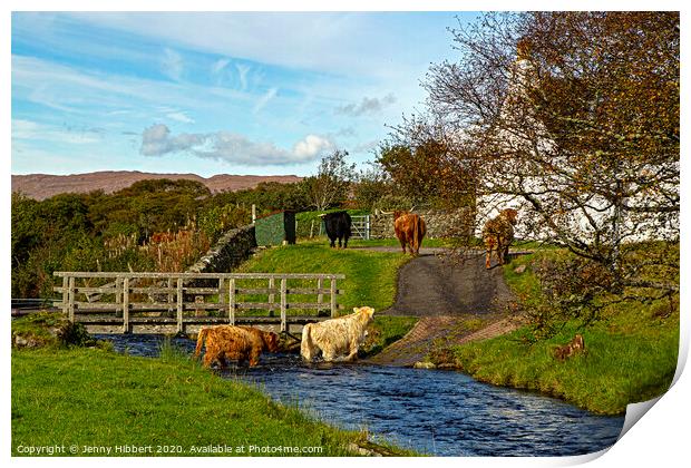 Highland cattle walking through stream to get to their field Print by Jenny Hibbert