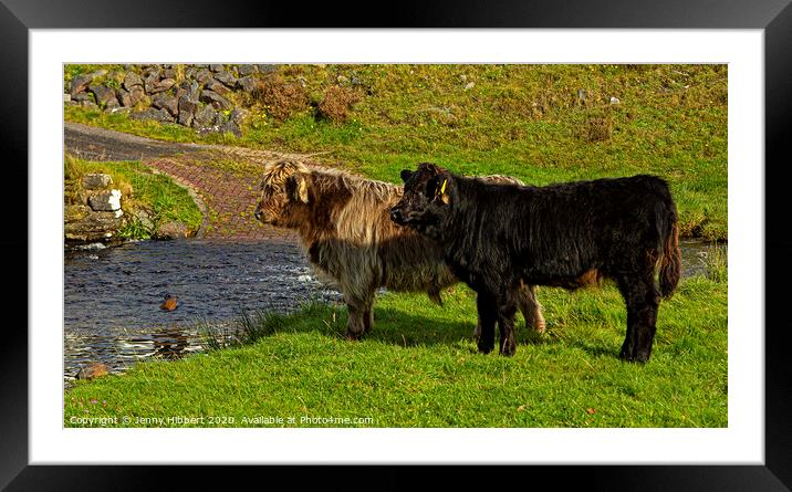 Two young Highland cattle reluctant to go through the stream Framed Mounted Print by Jenny Hibbert