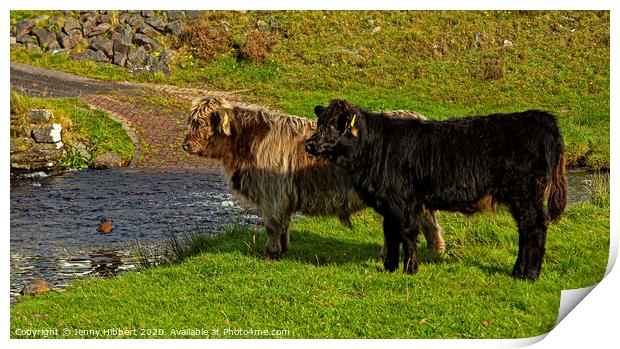 Two young Highland cattle reluctant to go through the stream Print by Jenny Hibbert