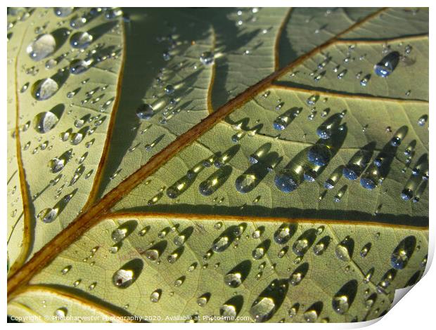 Raindrops in the Sun Print by Elizabeth Debenham