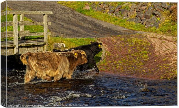 Young Highland cattle crossing the stream Canvas Print by Jenny Hibbert