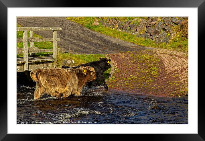 Young Highland cattle crossing the stream Framed Mounted Print by Jenny Hibbert