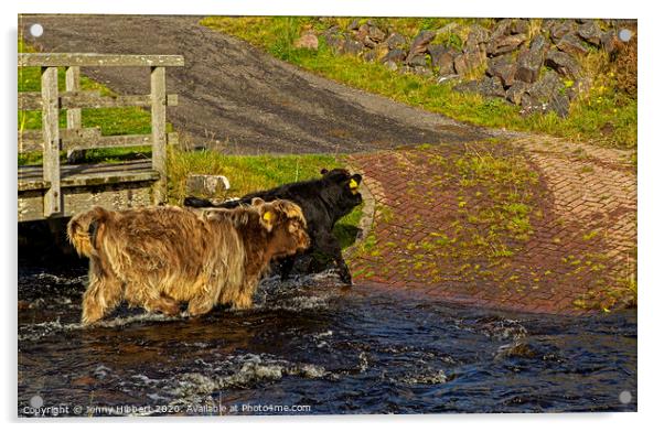 Young Highland cattle crossing the stream Acrylic by Jenny Hibbert