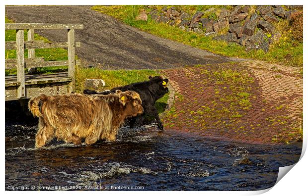 Young Highland cattle crossing the stream Print by Jenny Hibbert