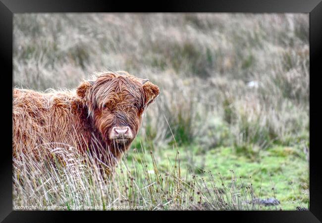 a cow standing on a lush green field Framed Print by Kris Fraser