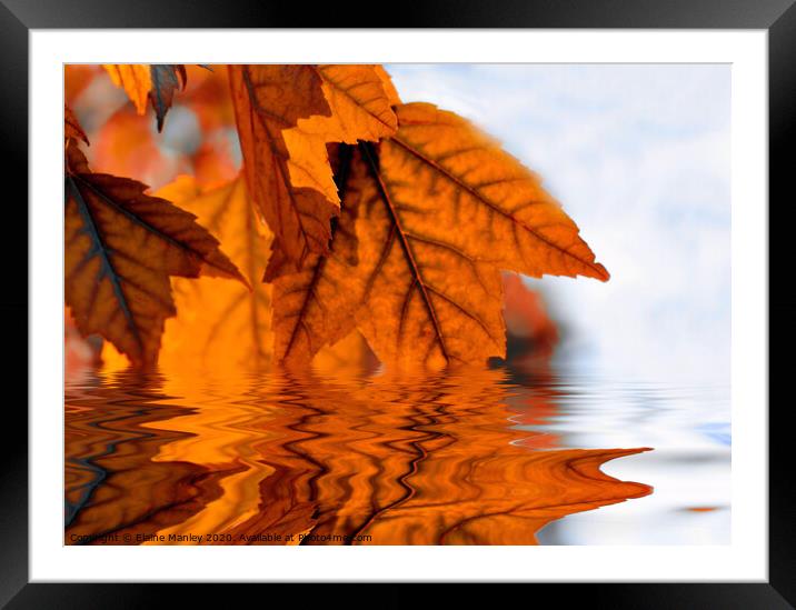   misc    Autumn Leaf Reflecions Framed Mounted Print by Elaine Manley