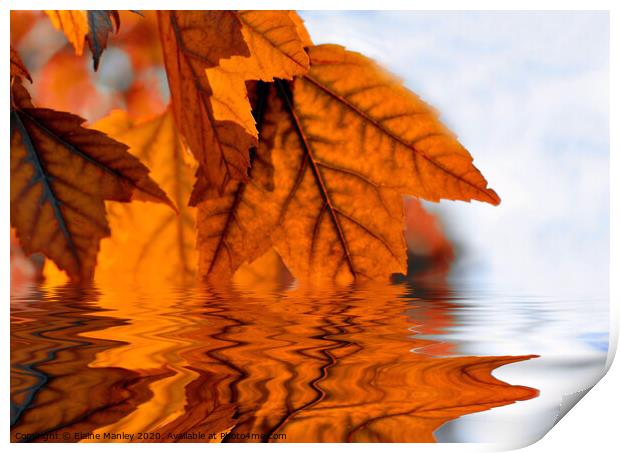   misc    Autumn Leaf Reflecions Print by Elaine Manley