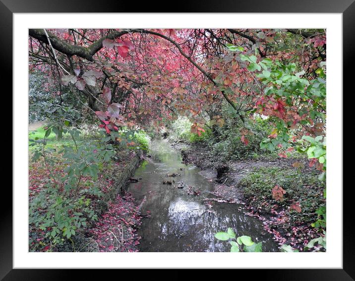 Autumnal Stream Framed Mounted Print by Pauline Raine