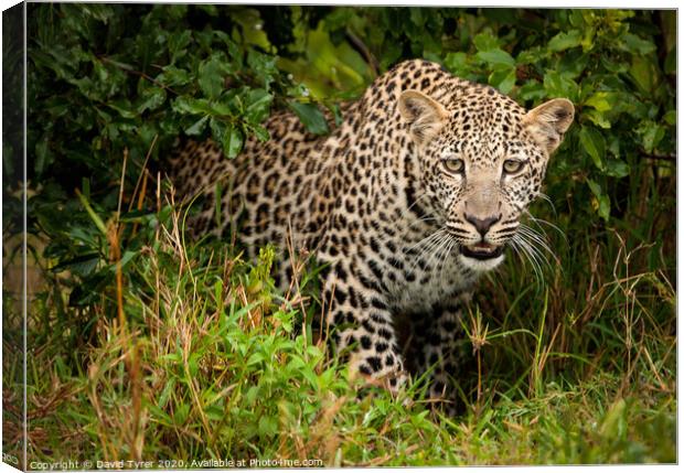 Wild Leopard Prowling Canvas Print by David Tyrer