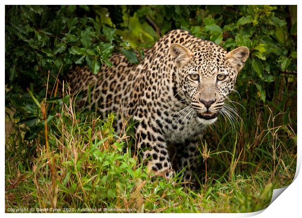 Wild Leopard Prowling Print by David Tyrer
