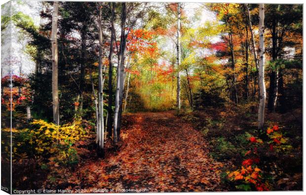 A Seasonal Forest Canvas Print by Elaine Manley