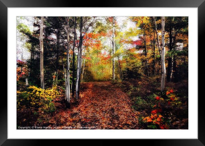 A Seasonal Forest Framed Mounted Print by Elaine Manley