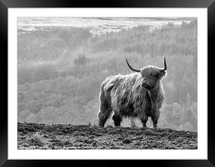 Highland Cow Framed Mounted Print by Tim O'Brien