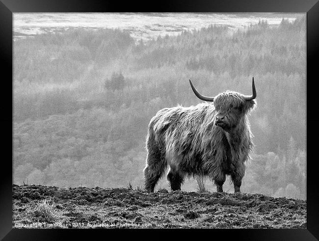 Highland Cow Framed Print by Tim O'Brien