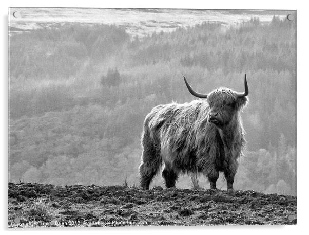 Highland Cow Acrylic by Tim O'Brien
