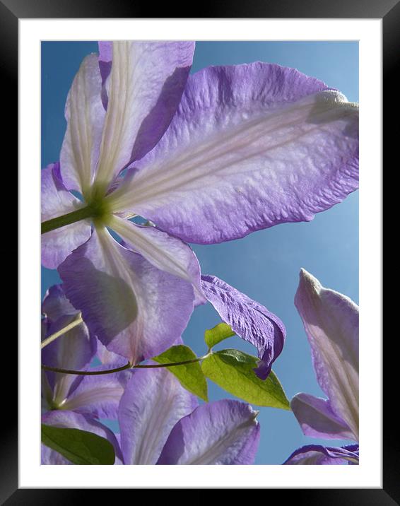Clematis Framed Mounted Print by susan potter