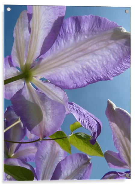 Clematis Acrylic by susan potter