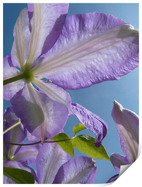 Clematis Print by susan potter